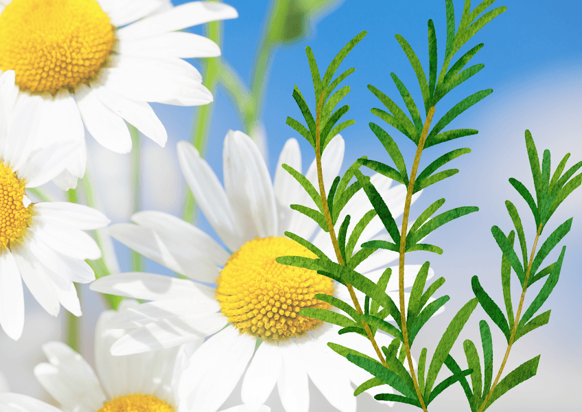 【寒さ対策】穏やかと活力のバランスの取れたハーブトリートメント　Bodyのみ (カモミール&ローズマリー)