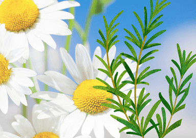 【寒さ対策】穏やかと活力のバランスの取れたハーブトリートメント　Bodyのみ (カモミール&ローズマリー)