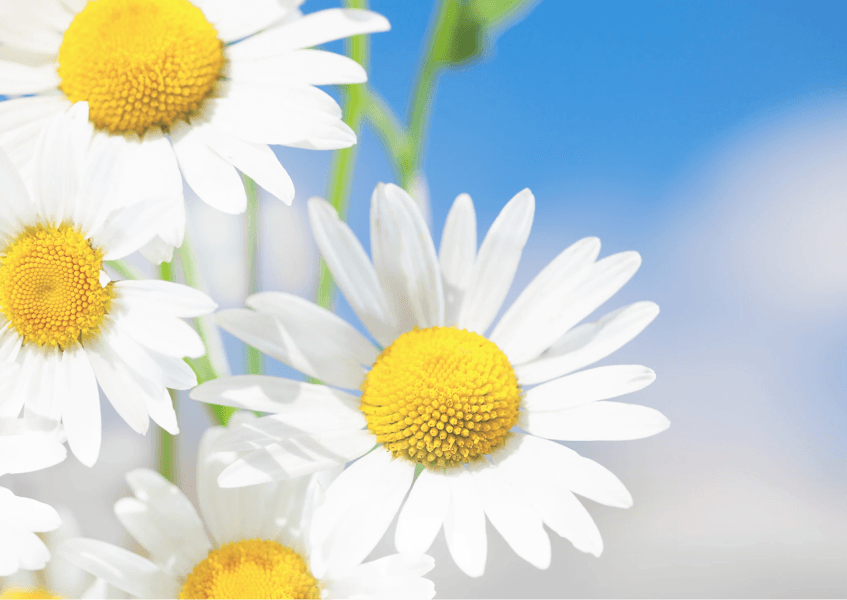 カモミールフェイシャル【潤い不足・赤み・くすみ・ニキビ・ターンオーバーを整えカサつき粉ふきを防ぎお肌バリアを修復、お肌ストレスに