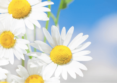 カモミールフェイシャル【潤い不足・赤み・くすみ・ニキビ・ターンオーバーを整えカサつき粉ふきを防ぎお肌バリアを修復、お肌ストレスに