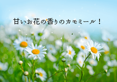 甘いお花の香りのカモミール　Body＆facial (筋肉痛・安眠・お肌荒れ・潤い不足・ニキビ・アトピーでお困りの方】