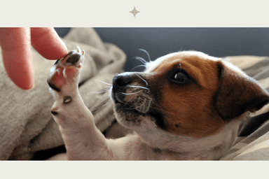 愛犬トリートメント 50分