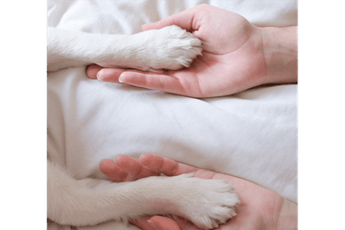 ペットクリスタルヒーリング講座グループ 30分