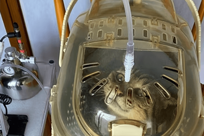 ペット水素吸入 60分