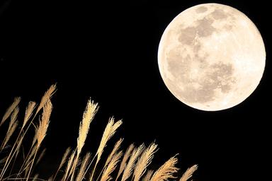 【新規限定】《巡りと透明感アップ》月 コース 240分 通常料金48,000円