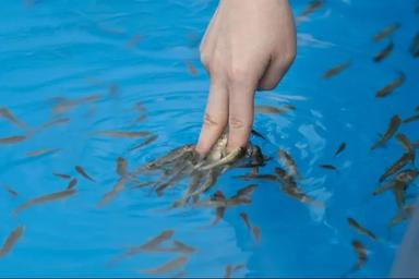 ドクターフィッシュ10分